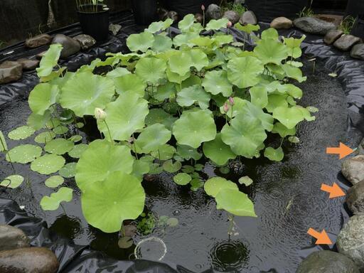 蓮 ハス はす レンコン 蓮根 苗 2本セット 睡蓮 スイレン 千弁蓮 誠蓮 武漢 アメリカ白蓮 一天四海 中国古代蓮 漢蓮 メダカ ビオト 家庭菜園 平山城址公園のその他の中古あげます 譲ります ジモティーで不用品の処分