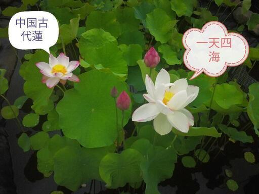 蓮 ハス はす レンコン 蓮根 苗 2本セット 睡蓮 スイレン 千弁蓮 誠蓮 武漢 アメリカ白蓮 一天四海 中国古代蓮 漢蓮 メダカ ビオト 家庭菜園 平山城址公園のその他の中古あげます 譲ります ジモティーで不用品の処分