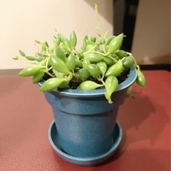 観葉植物　グリーンネックレス②　ブルーカラーの2号の鉢と受け皿