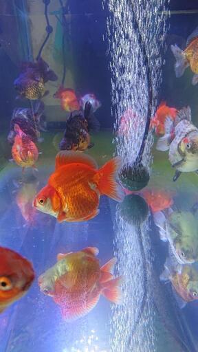 綺麗な金魚を水槽で 山の中の小さな金魚屋 多久のその他の中古あげます 譲ります ジモティーで不用品の処分