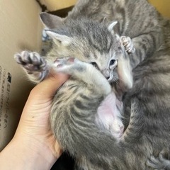 【募集停止】産まれたて 子猫 里親募集です。