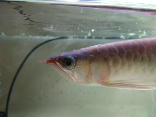 受付終了 熱帯魚 水槽 など大型魚古代魚アクアリウムアロワナ 木村 電鉄石田のその他の中古あげます 譲ります ジモティーで不用品の処分