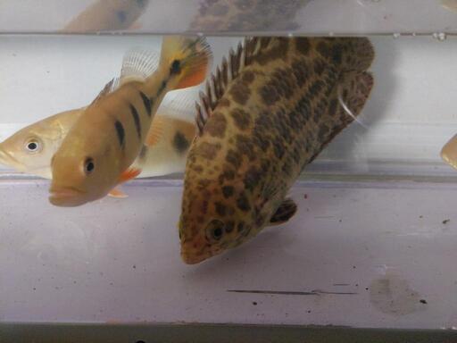魚 大型魚 熱帯魚 2匹売り Alba Com Gt