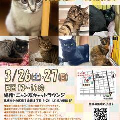 【札幌市・中央区】保護猫の譲渡会（3/26～27）