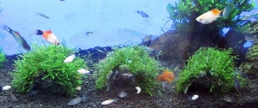 水草 ウイローモス Kamera 田浦のその他の中古あげます 譲ります ジモティーで不用品の処分 水草 ウイローモス Kamera 田浦のその他の中古あげます 譲ります ジモティーで不用品の処分