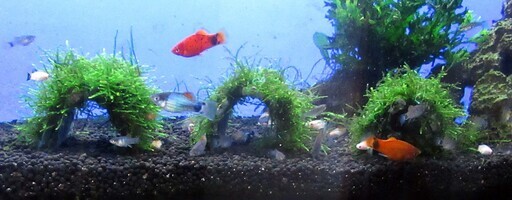 水草 ウイローモス Kamera 田浦のその他の中古あげます 譲ります ジモティーで不用品の処分 水草 ウイローモス Kamera 田浦のその他の中古あげます 譲ります ジモティーで不用品の処分