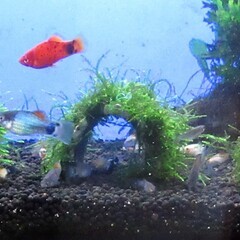 水草 ウイローモス Kamera 田浦のその他の中古あげます 譲ります ジモティーで不用品の処分 水草 ウイローモス Kamera 田浦のその他の中古あげます 譲ります ジモティーで不用品の処分