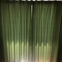 春感じる緑のカーテン Green curtains