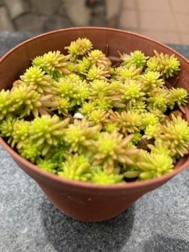 セダム ゴールデンカーペット トトロ 浦添前田のその他の中古あげます 譲ります ジモティーで不用品の処分