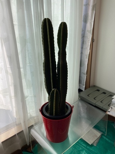 柱　サボテン　　3本　立派です　赤ブリキ　バケツ　多肉植物