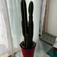 柱　サボテン　🌵　3本　立派です　赤ブリキ　バケツ　多肉植物