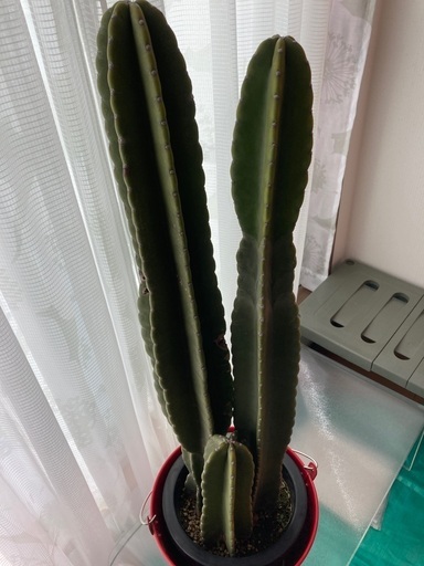 柱 サボテン 3本 立派です 赤ブリキ バケツ 多肉植物 - その他 