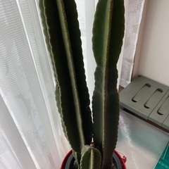 柱　サボテン　🌵　3本　立派です　赤ブリキ　バケツ　多肉植物