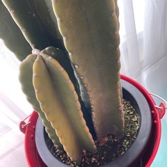 柱　サボテン　🌵　3本　立派です　赤ブリキ　バケツ　多肉植物
