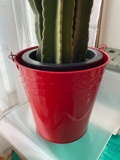 柱 サボテン 3本 立派です 赤ブリキ バケツ 多肉植物 - その他 