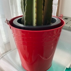 柱　サボテン　🌵　3本　立派です　赤ブリキ　バケツ　多肉植物