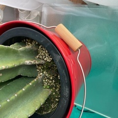 柱　サボテン　🌵　3本　立派です　赤ブリキ　バケツ　多肉植物