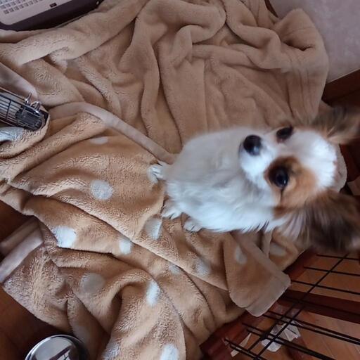 チワワとパピヨンのミックス つつ 緑園都市のその他の里親募集 ジモティー