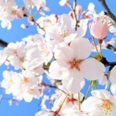 3/27(日)& 4/2(土)＆4/3(日)桜ノ宮♩お花見🌸Party