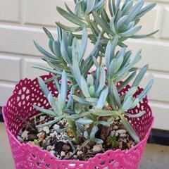 セネシオ 万宝 Senecio Serpens 多肉植物 苗