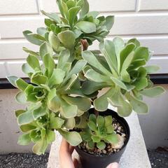 アエオニウム レモネード 多肉植物 苗 Aeonium