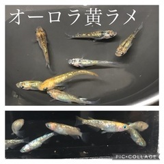 メダカの稚魚〜幼魚　1セット