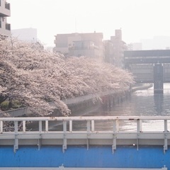 【3/28月or29火・名古屋市内】一緒に桜を撮りに行ってくださ...