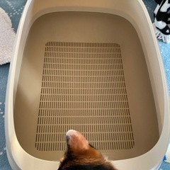 猫　システムトイレ中古