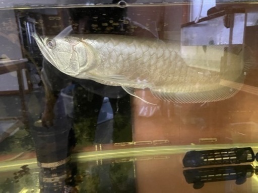 熱帯魚