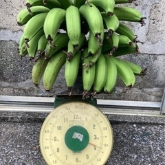 ①今年初物！バナナ 3.7Kg 無農薬　品種不明　