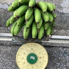 ②今年初物！バナナ 2.8Kg 無農薬　品種不明