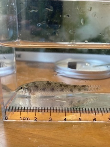 ツチフキの幼魚 Wild いな 府中のその他の中古あげます 譲ります ジモティーで不用品の処分