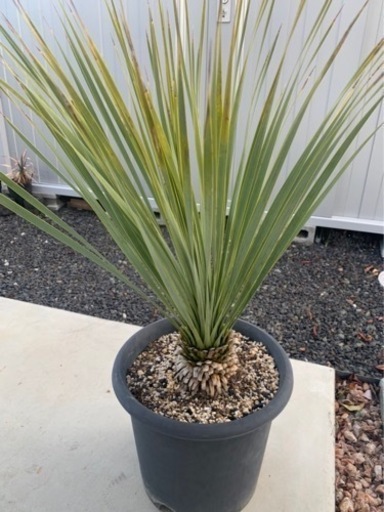 庭木　植木　ユッカ　ロストラータ