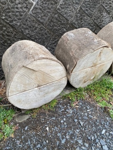 カシの木玉切り生長さ40cm 1200kg