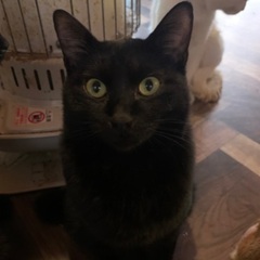 ワンコみたいなニャンコ。生後10ヵ月の黒猫くん。