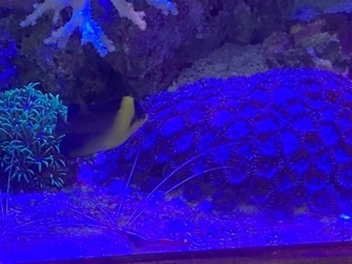 海水魚　スミレヤッコ　スターポリプ他