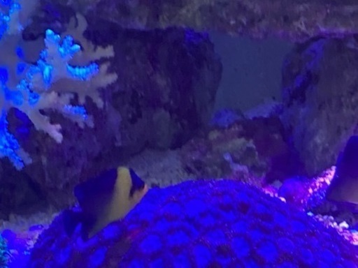 海水魚　スミレヤッコ　スターポリプ他