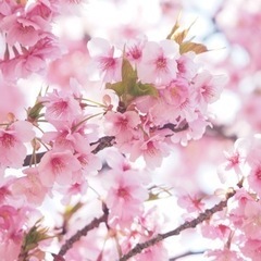 池上本門寺の桜を見に行きませんか？