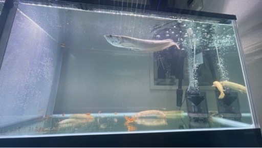 120センチ水槽 熱帯魚