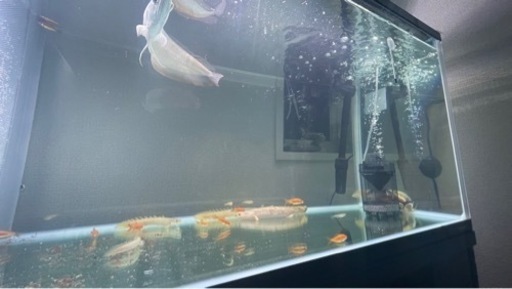 120センチ水槽 熱帯魚