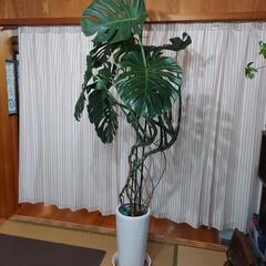 観葉植物 大型 モンステラ デリシオサ