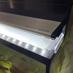 90cm 水槽　ポリプテルス