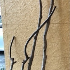 シマトネリコ　剪定した木の枝
