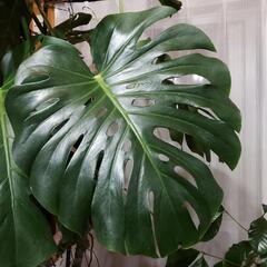 観葉植物 大型 モンステラ デリシオサ