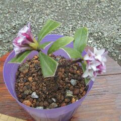 中古沈丁花が無料 格安で買える ジモティー