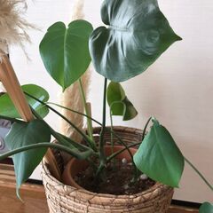 <<新生活から運気をあげよう！>>観葉植物モンステラ 【1000...