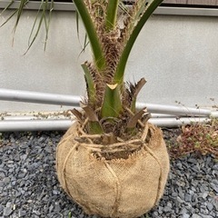 ココスヤシ☆シンボルツリーNo.8