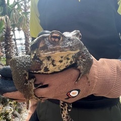 【ネット決済・配送可】アズマヒキガエル