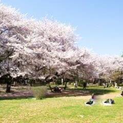 4/2土　千葉公園でお花見します