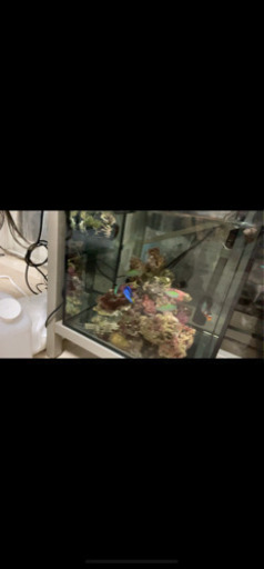 海水魚いろいろ